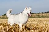SIBERIAN HUSKY 041